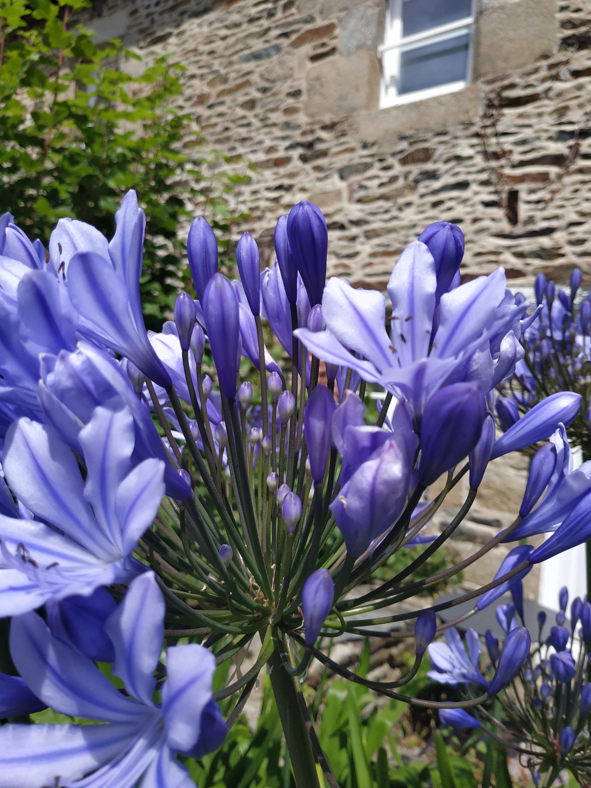 Agapanthes du jardin clos de Ty Kousked