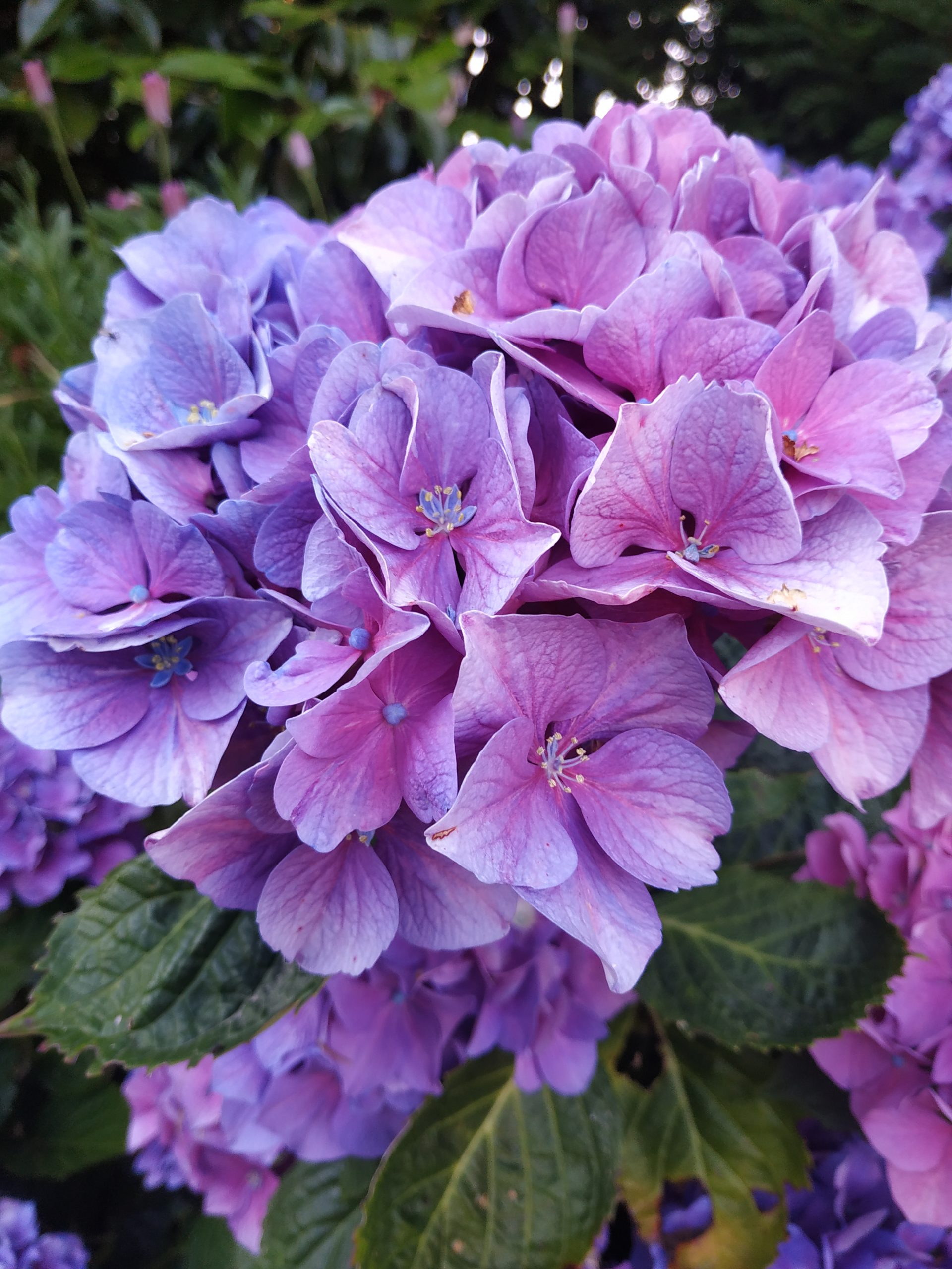 Hortensias roses, jardin de Ty Kousked, La Roche-Derrien