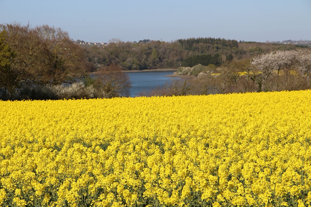 Champ aux abords de La Roche-Derrien (La Roche-Jaudy)