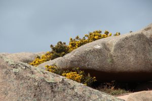 genêt et géologie à l'ile renote en tregastel dans le departement 22 - chaos de rochers roses